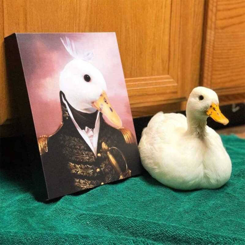 general_pet12_1200x1200